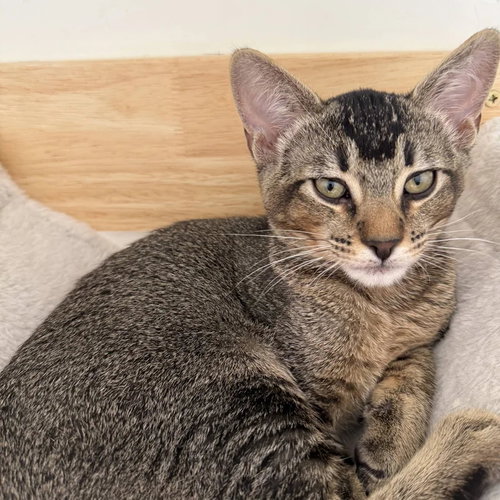 Moose - CCC, Domestic Short Hair / Mixed (short coat)