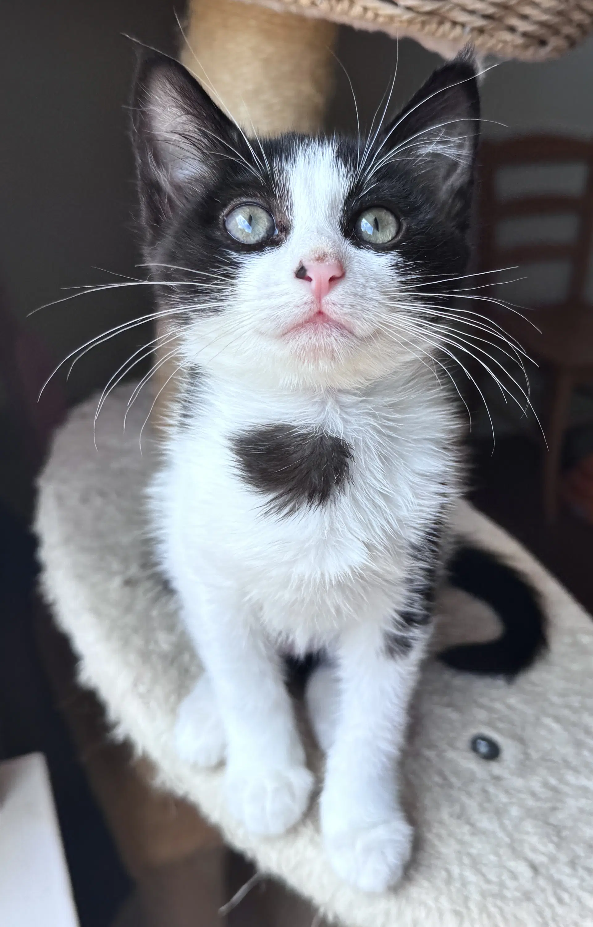 Juju Bean - Domestic Short Hair