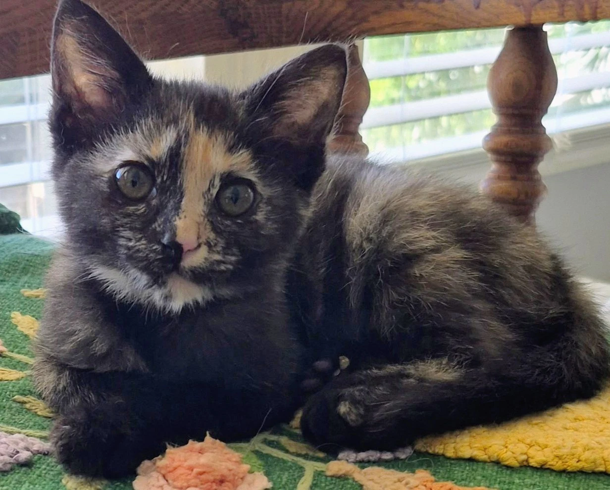 Olive  Olivia