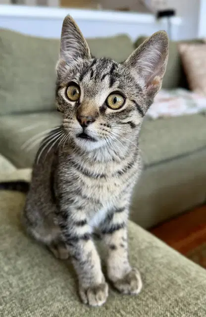 Carl - Craving Your Love - Tabby