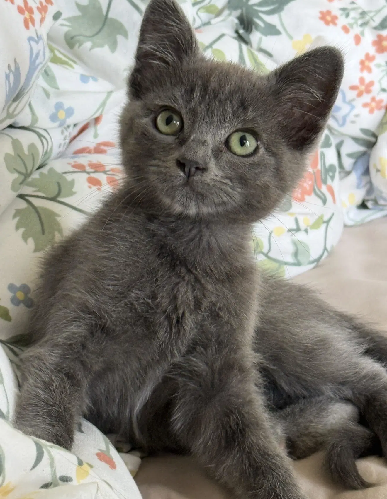 Church  Amara - Domestic Short Hair