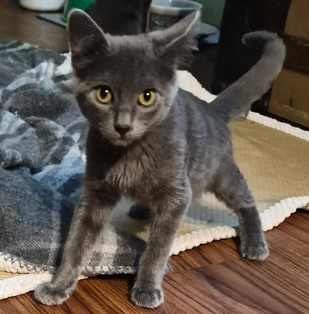 Church  Amara - Domestic Short Hair