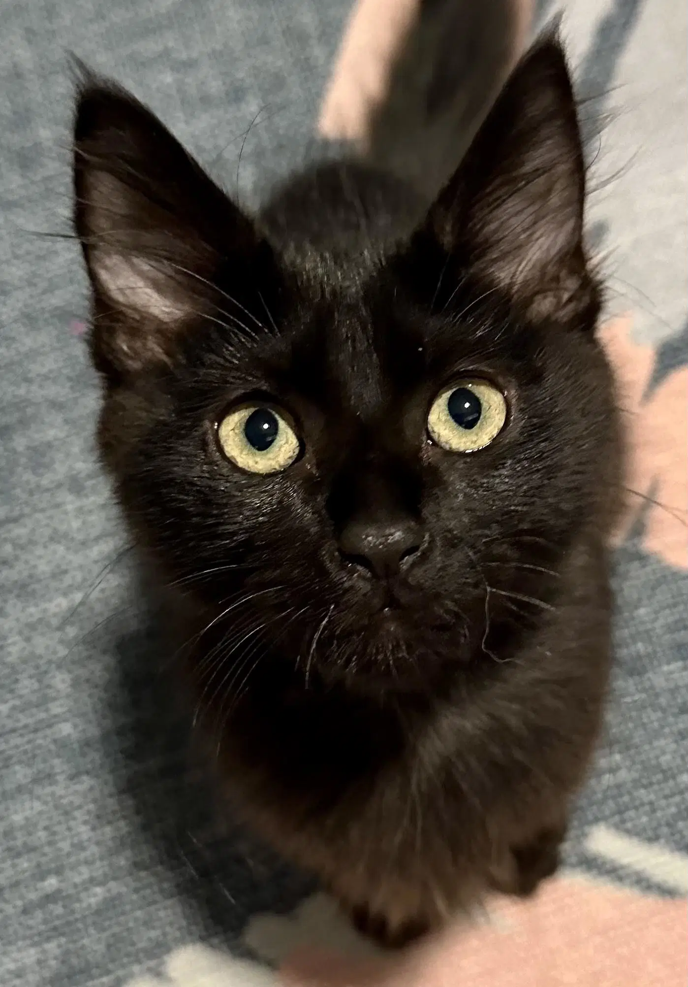Coiny - Domestic Short Hair
