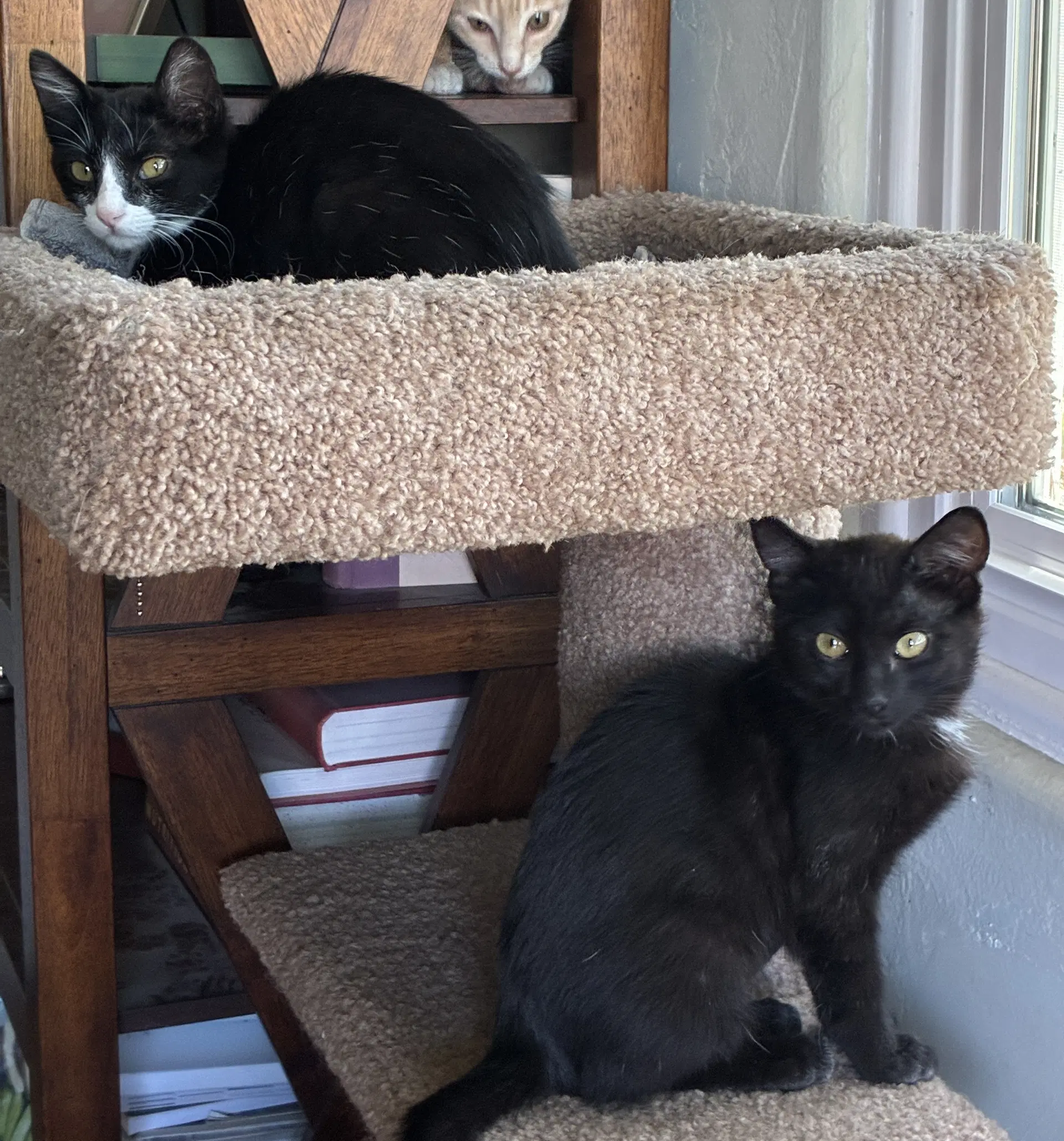 Coco  Pepper - Domestic Short Hair