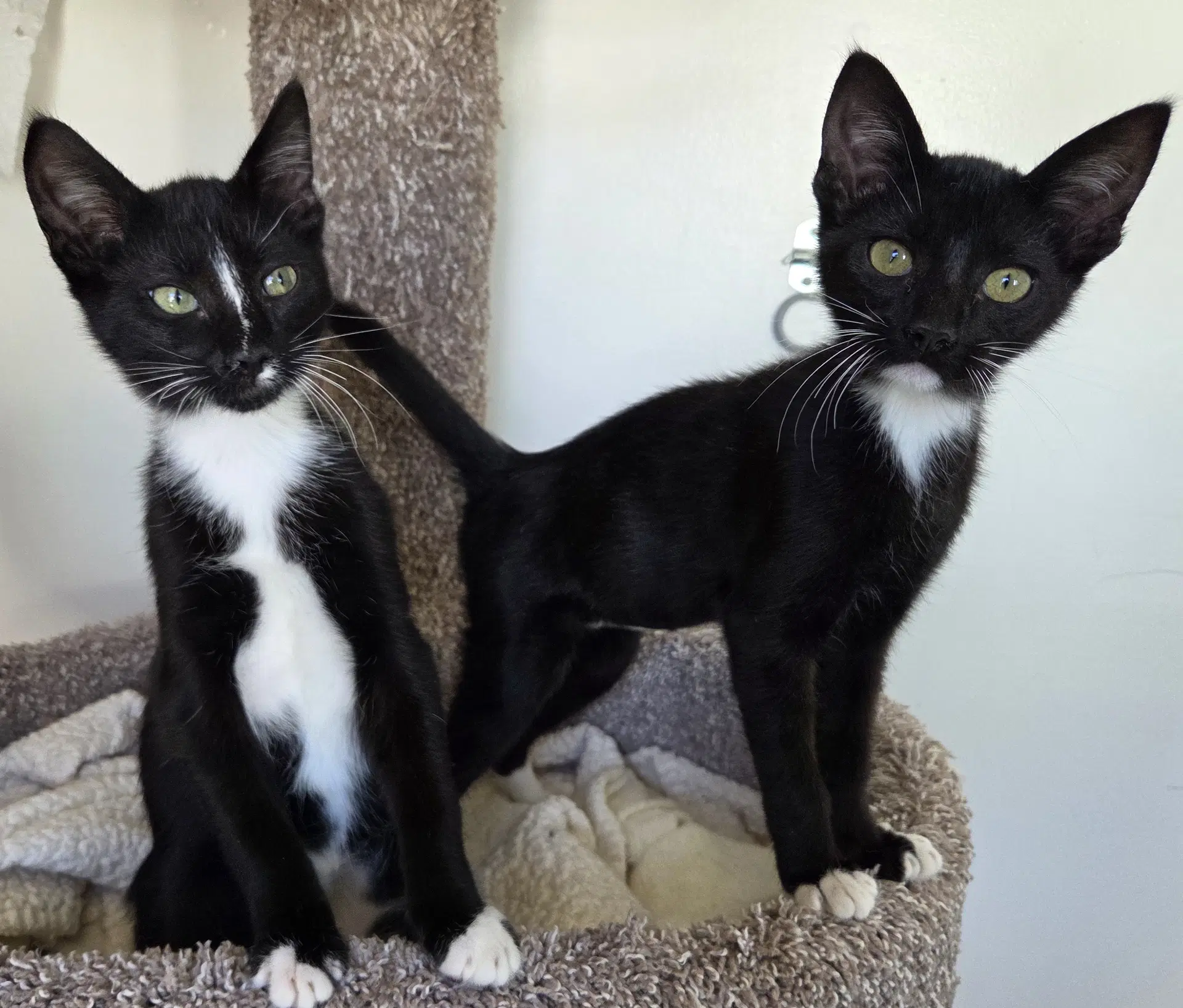 Skunky Monkey Phoenix  Ziggy - Tuxedo