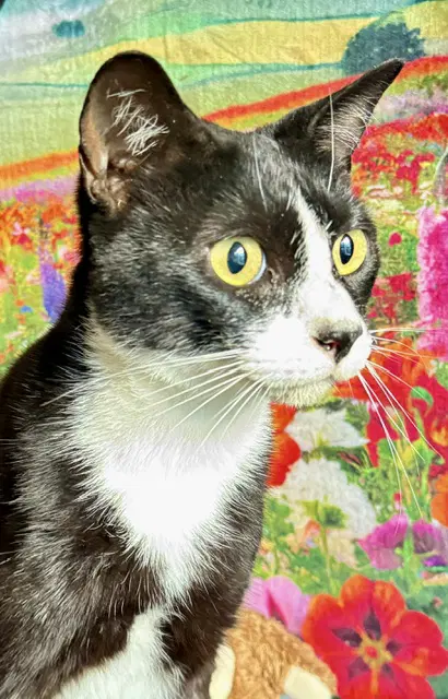 Gatsby - Tuxedo