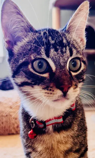 Houdini - Bold  Beautiful - Tabby