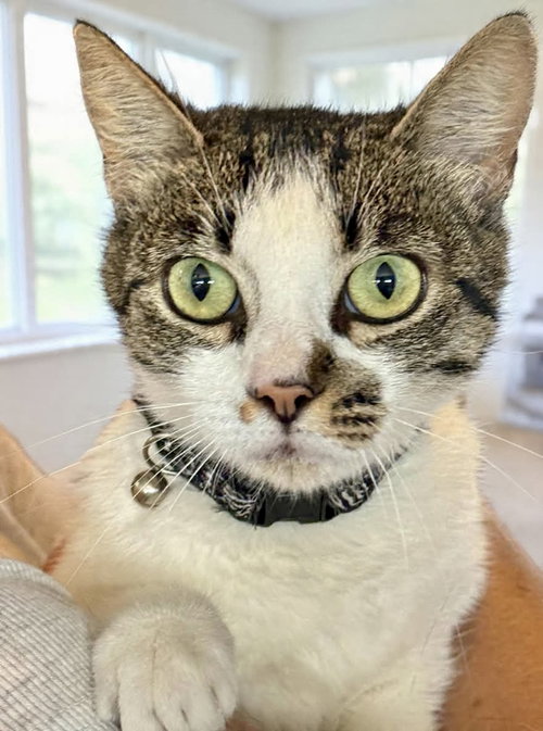 picture of the cat needing adoption