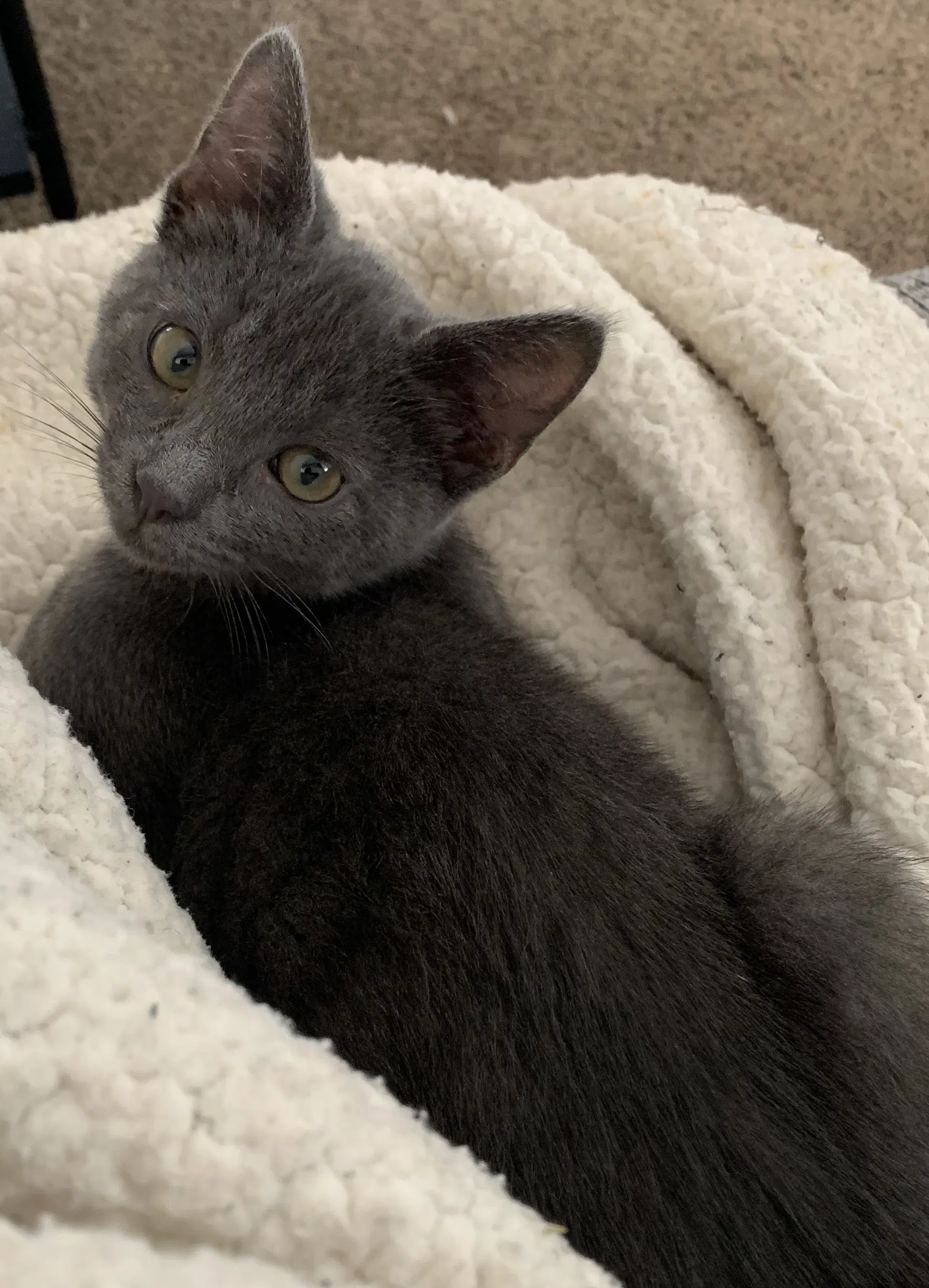 Kashi  Obi - Ccc - Domestic Short Hair