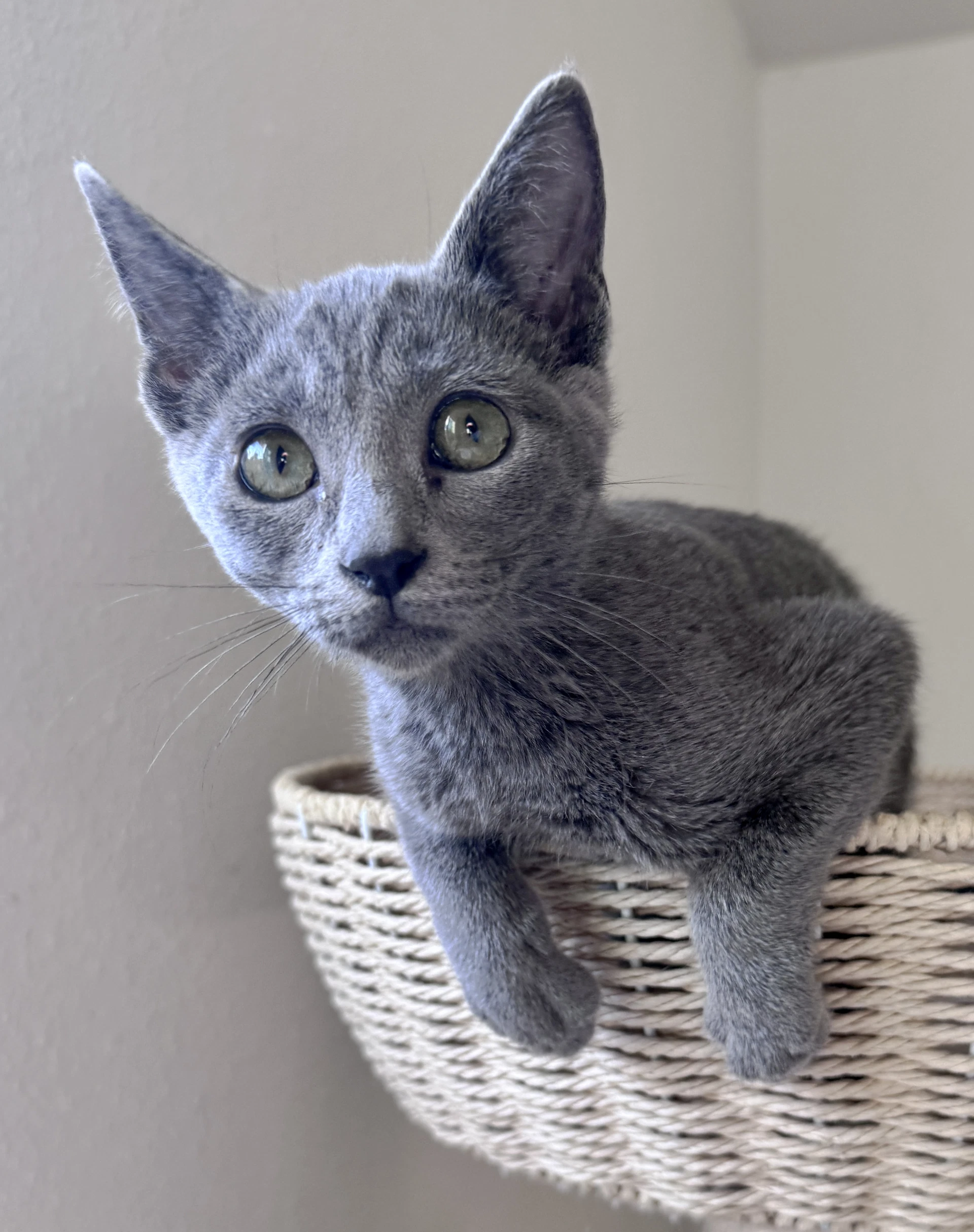 Willow