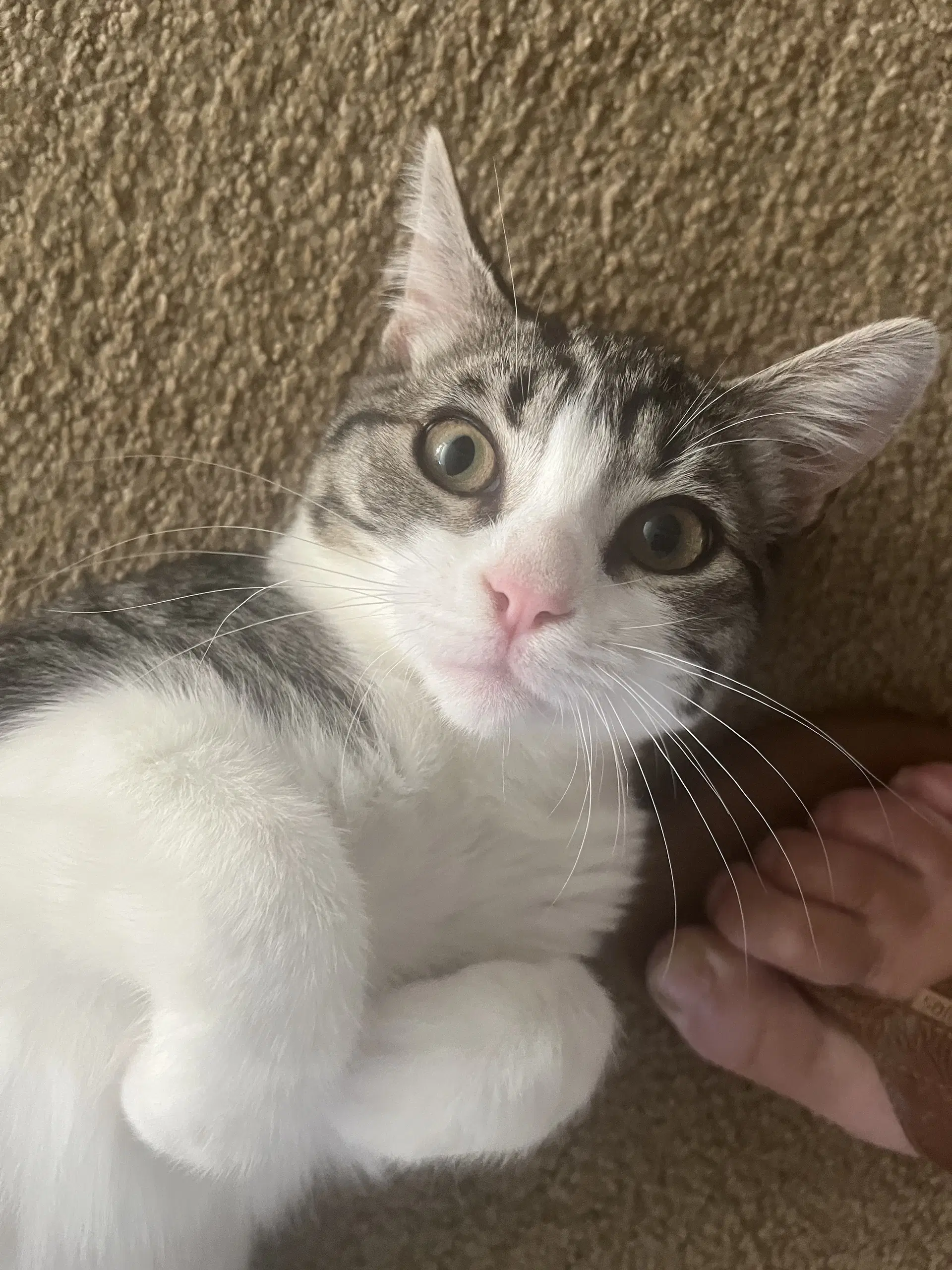 Bow Tie Junie Bug  Duckie - Domestic Short Hair