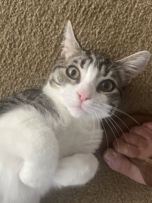 picture of the cat needing adoption