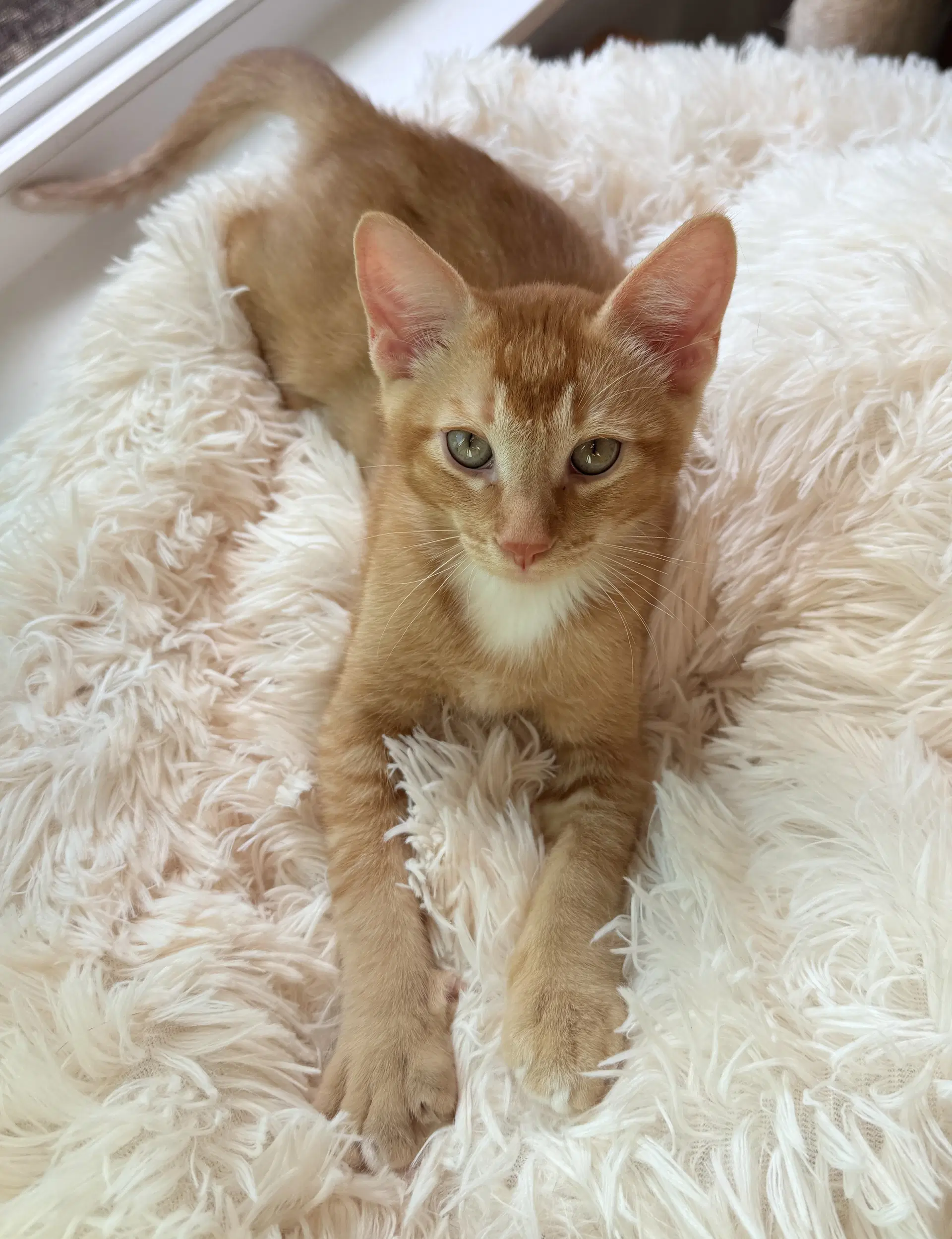 Sasha  Tiger - Domestic Short Hair