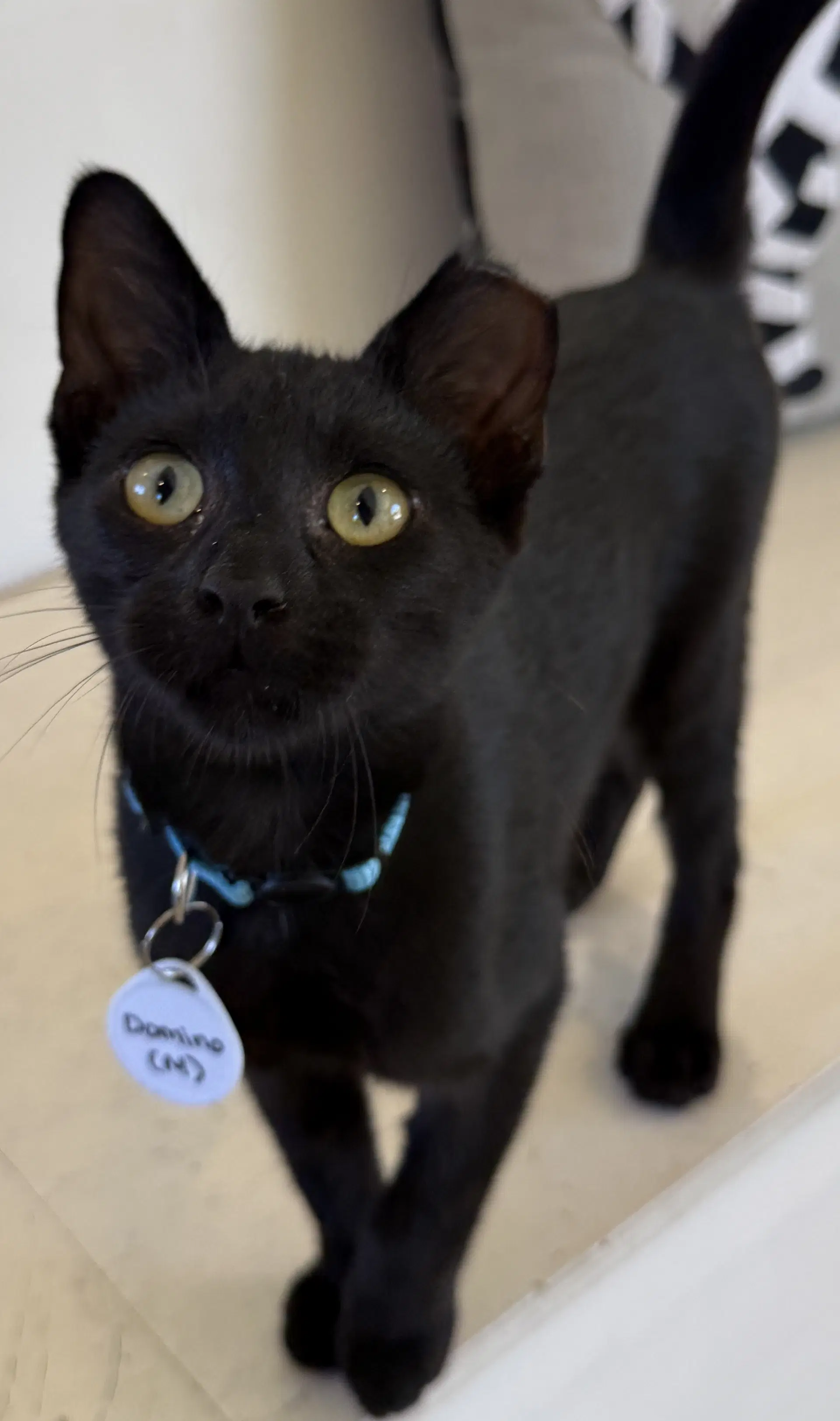 Domino - Playful Panther - Ccc image 1