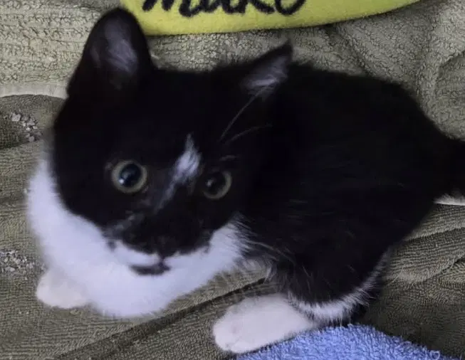 Oreo  Flower - Mini Mischief In Tuxedos - Tuxedo
