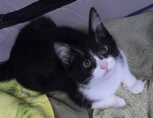 Photo 2 of Oreo & Flower - mini mischief in tuxedos