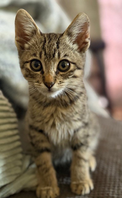 picture of the cat needing adoption