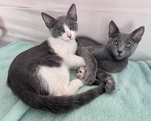 Simon And Garfunkel - Russian Blue
