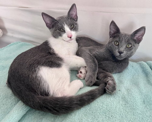 picture of the cat needing adoption