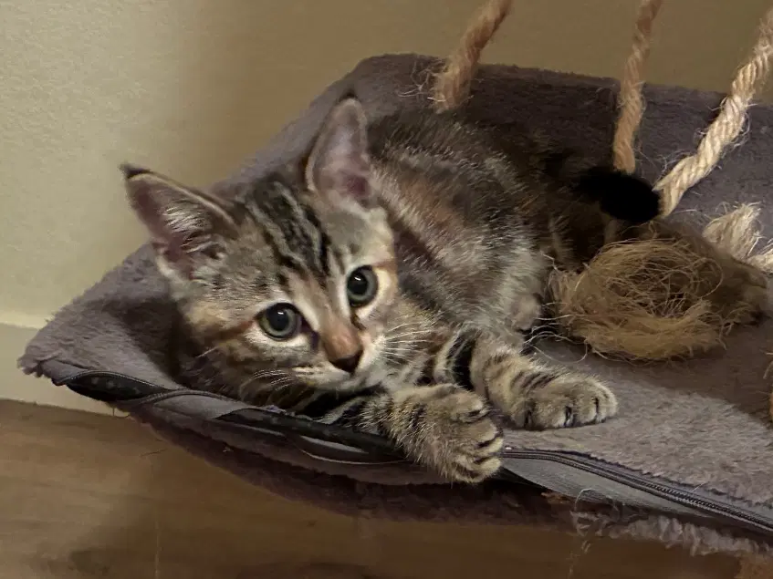 Ida  Frenchie - Tabby