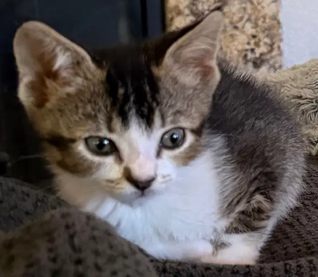 Enola - Big Eyes Big Heart - Tabby