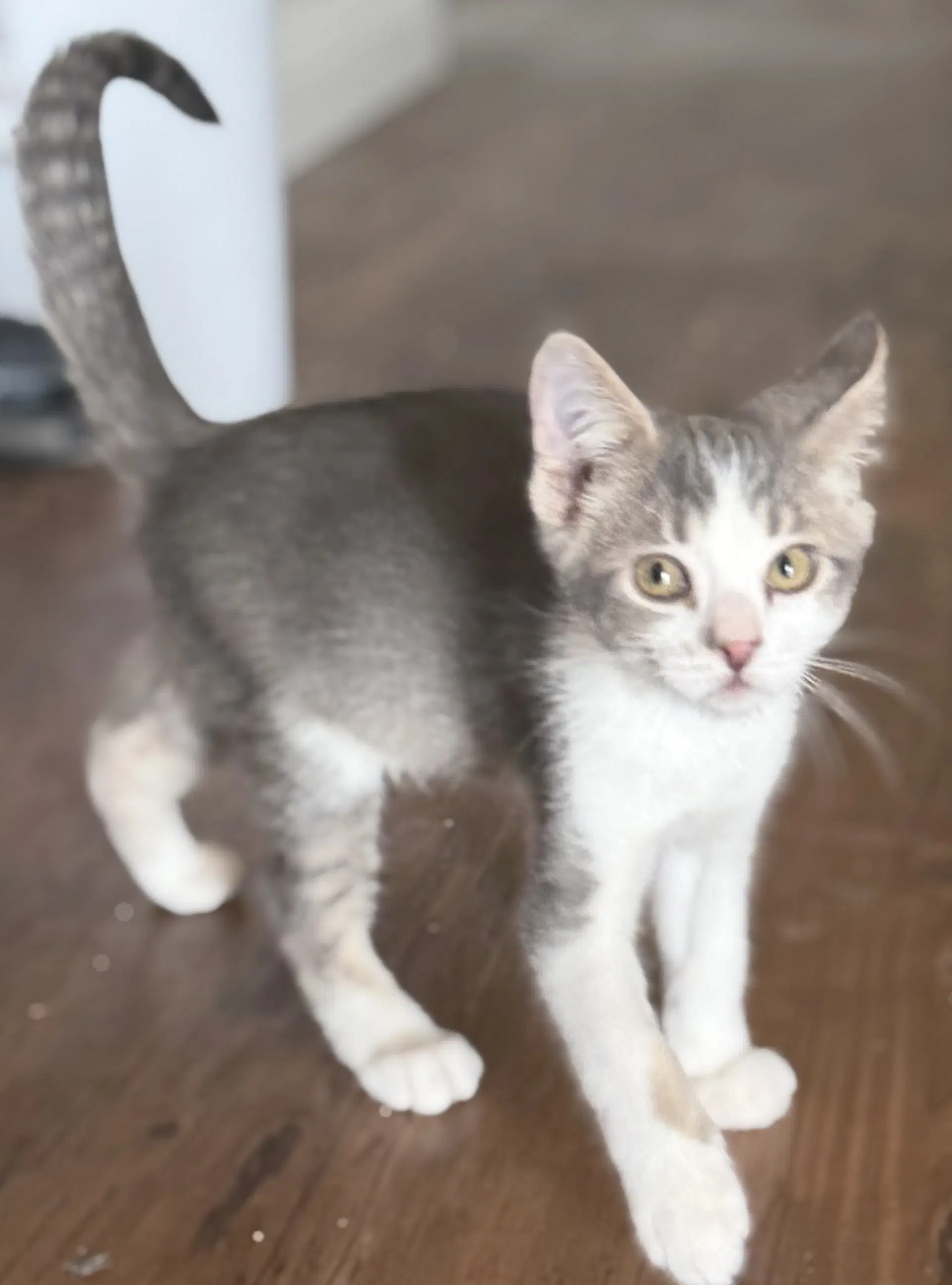 Watson  Sherlock - Tabby
