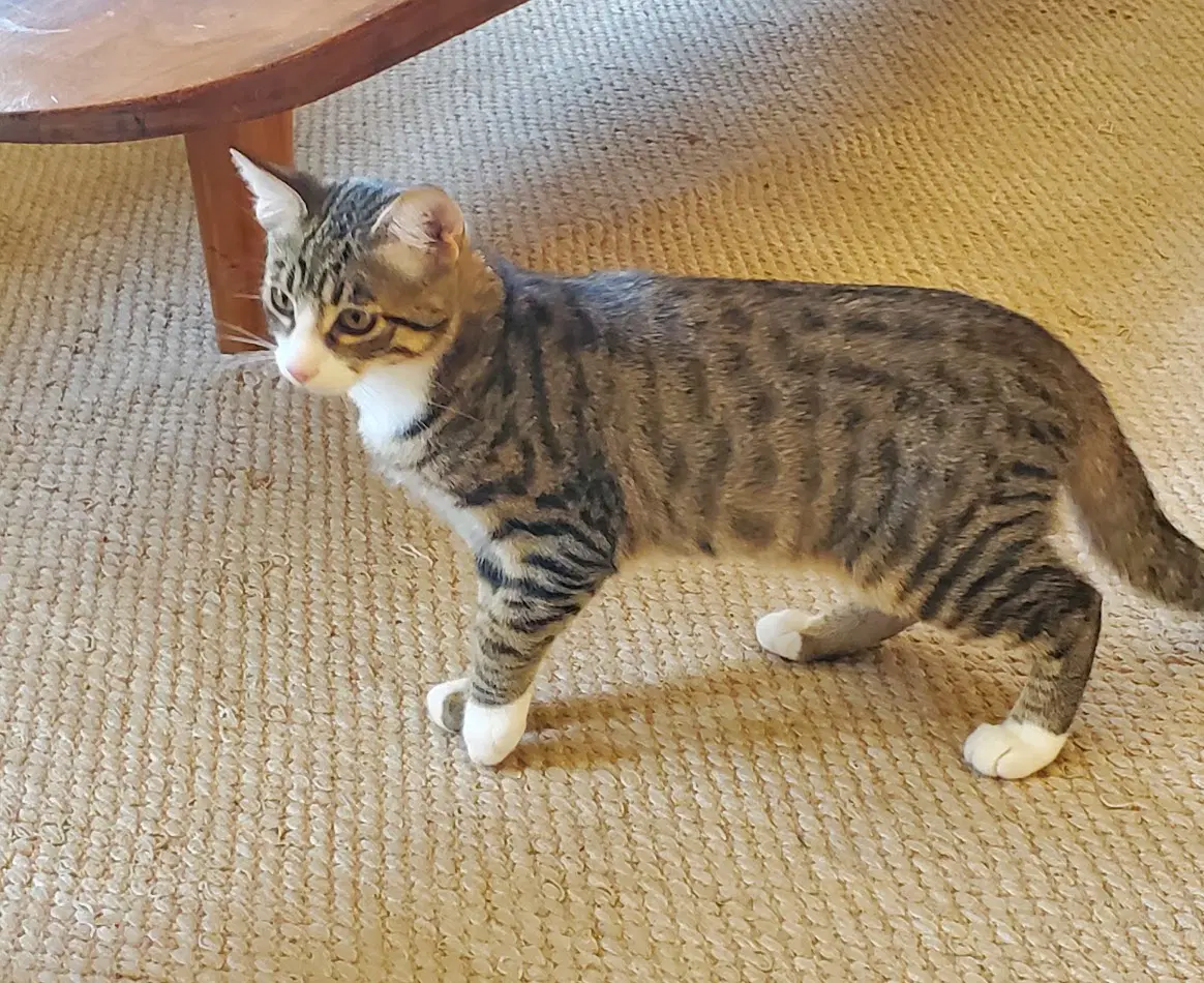 Mr Mooney - Tabby
