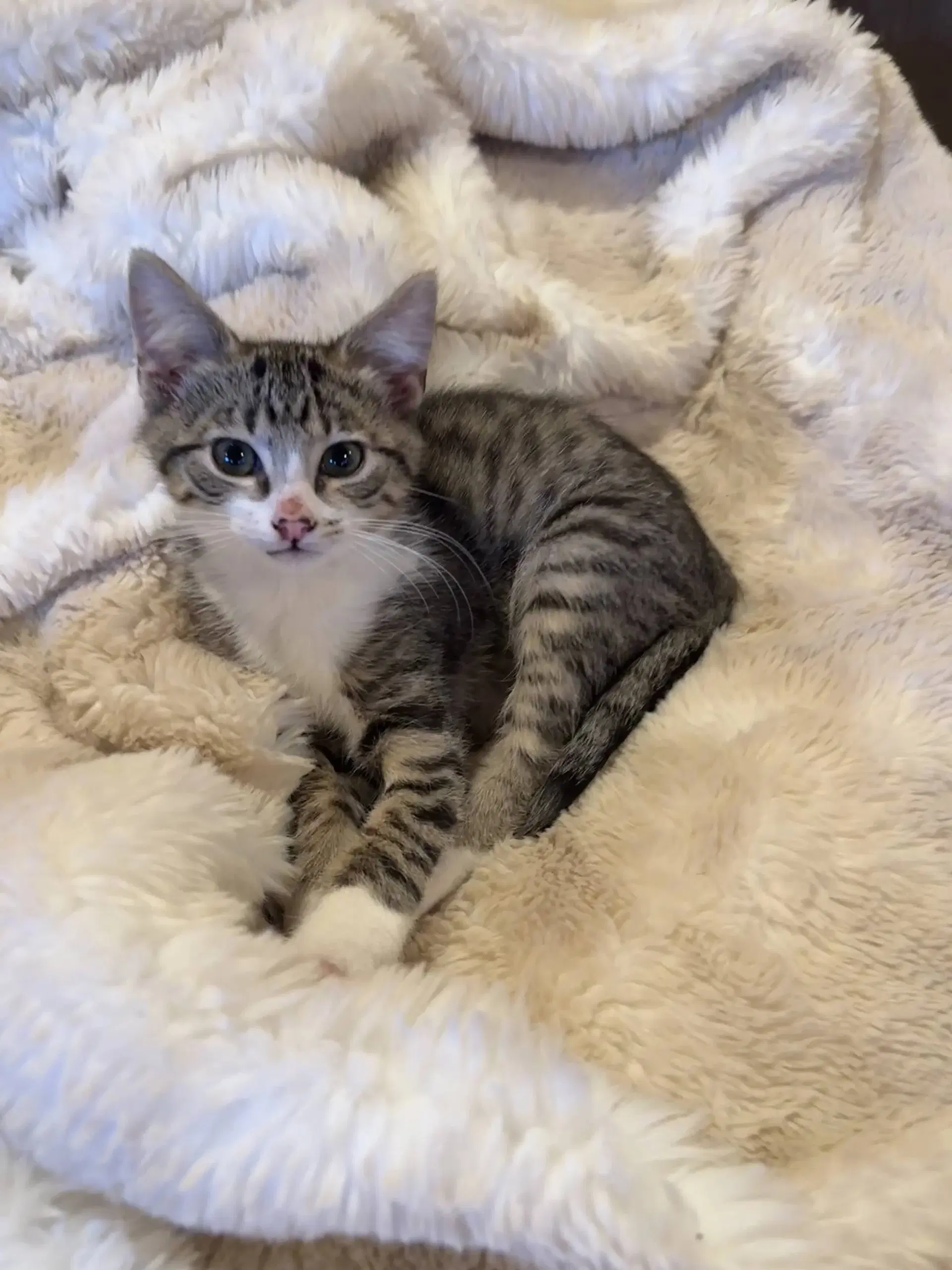 Robbie - Ccc - Tabby