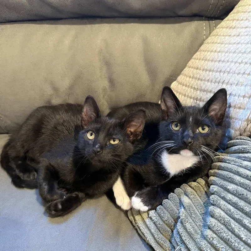 Angel  Artie - Ccc - Tuxedo
