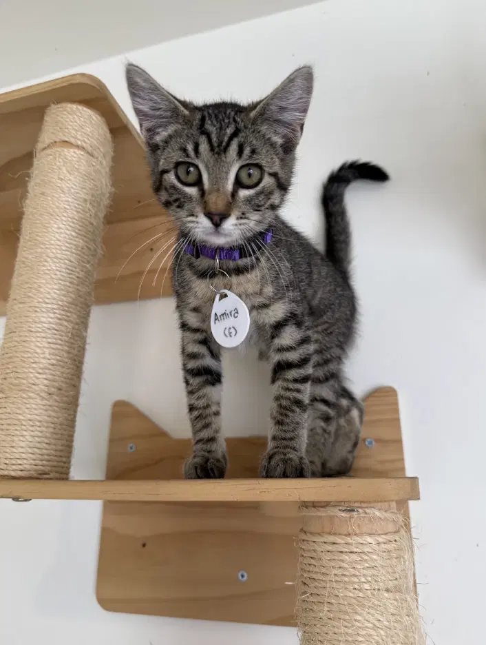 Amara - Ccc - Tabby
