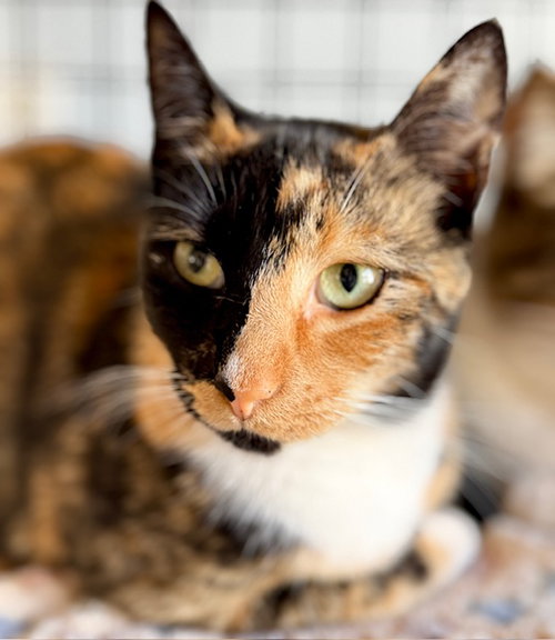 Darla - CCC, Calico / Domestic Short Hair / Mixed (short coat)