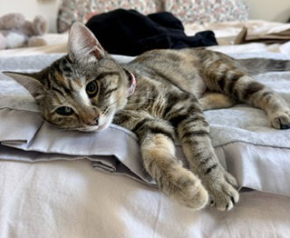 Miss Maple, Tabby / Domestic Short Hair / Mixed (short coat)