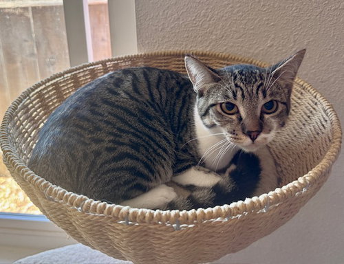 Harold & Kumar - best buds & brothers, Tabby / Domestic Short Hair / Mixed (short coat)