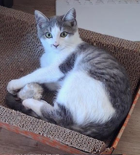 Pinky, Domestic Short Hair / Mixed (short coat)