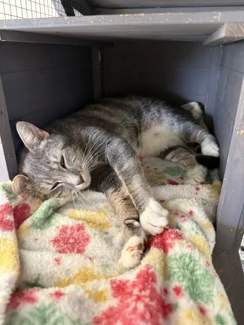 Boots - Ccc - Tabby
