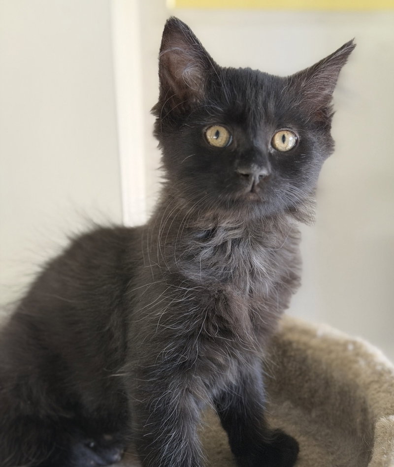 Love Bugs, a female kitten up for adoption
