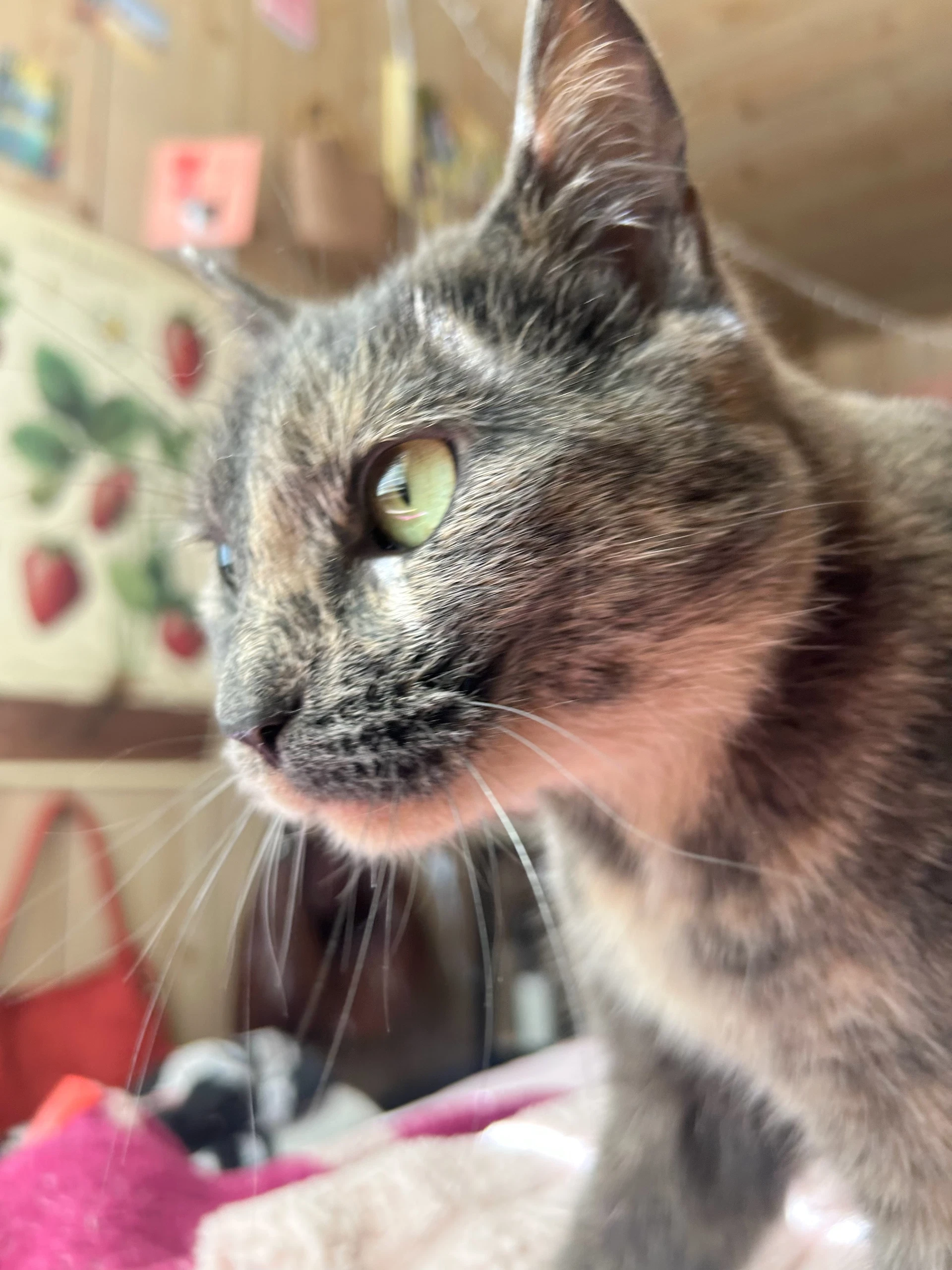 Olive