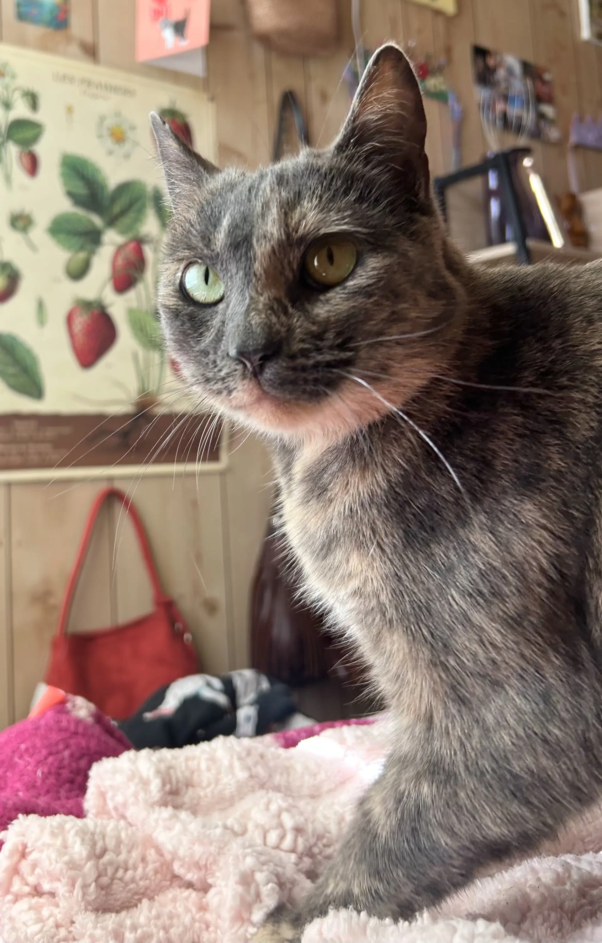 Olive image 2