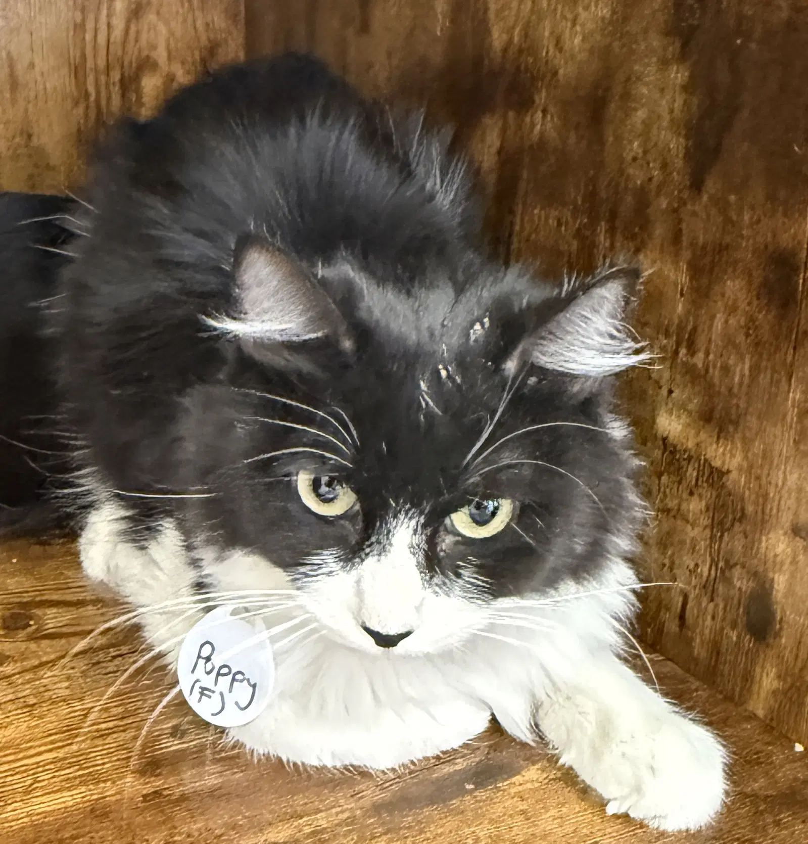 Poppy - Ccc - Tuxedo