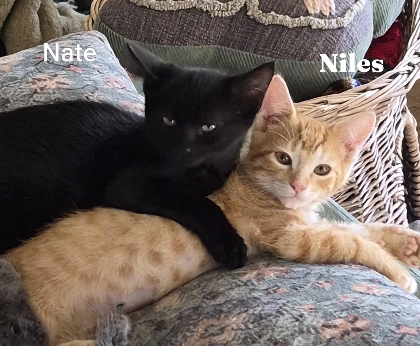 Nate  Noles - Tabby