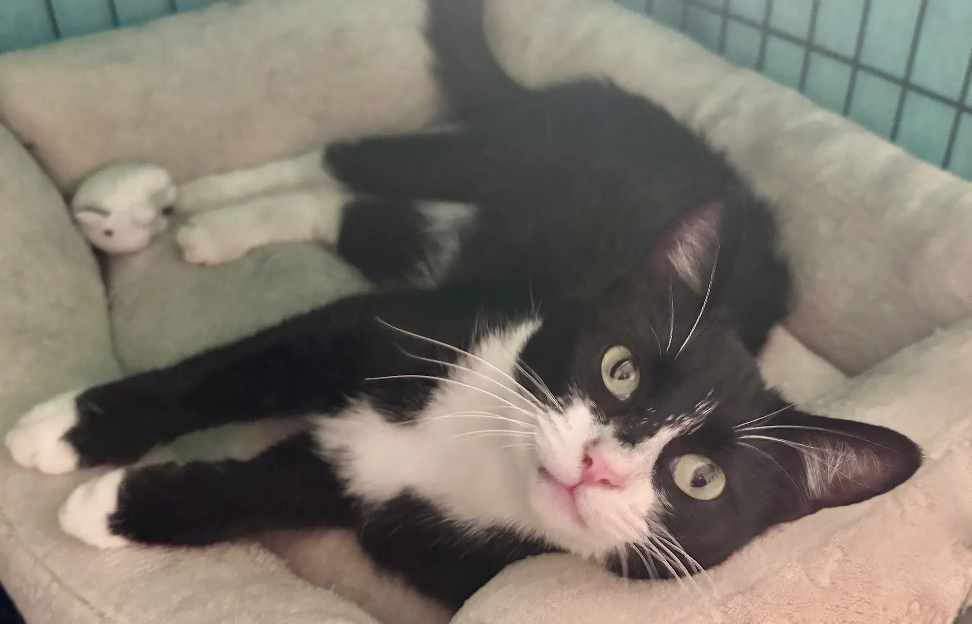 Star - Tuxedo