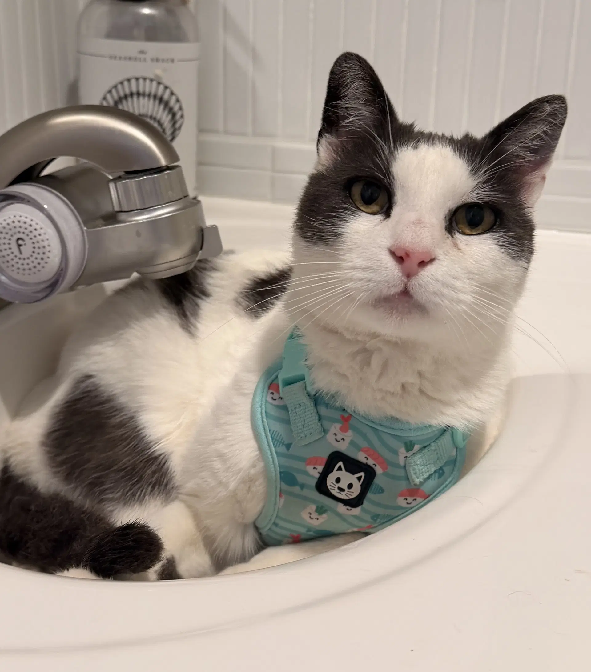 Ottis - Domestic Short Hair