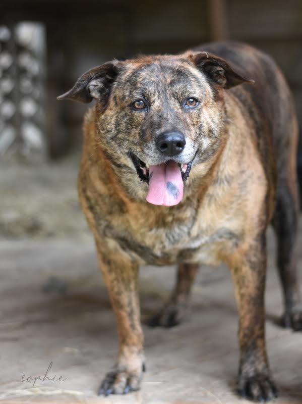 adoptable Dog in Brewster, NY named Sophie Rose (Trinity)