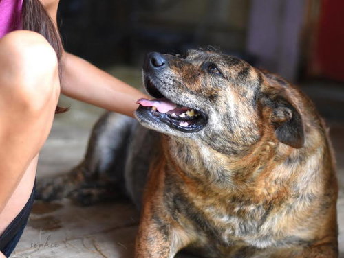 SOPHIE ROSE (TRINITY) - Plott Hound available for adoption