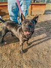 adoptable Dog in brewster, NY named Bruno aka Mr. WooWoo