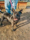 adoptable Dog in Brewster, NY named Bruno aka Mr. WooWoo