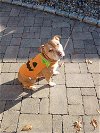 adoptable Dog in brewster, NY named Ivy