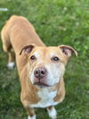 adoptable Dog in Brewster, NY named Ivy