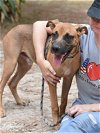 adoptable Dog in brewster, NY named Bronco