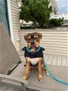 adoptable Dog in brewster, NY named Sydney aka Papa (Fiona